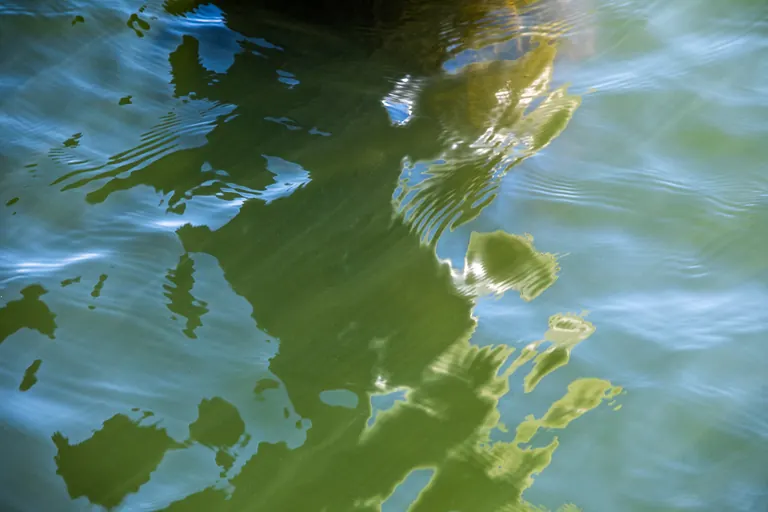 Grüner Schatten