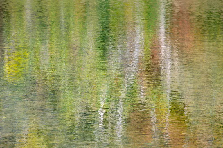 Gespiegelter Herbstwald