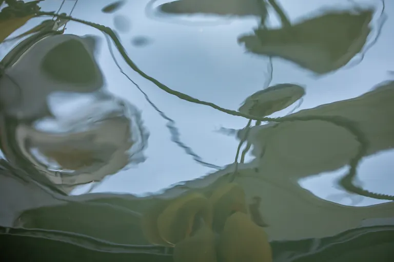Tau auf dem Wasser
