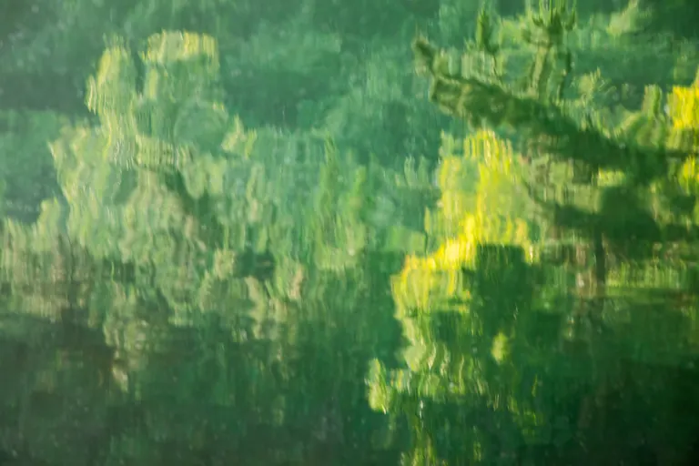 Wald im Wasser