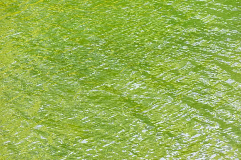 Wellen im jungen Grün