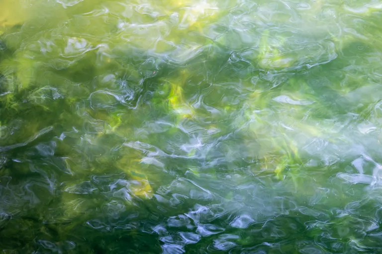Traum der Wasserpflanzen