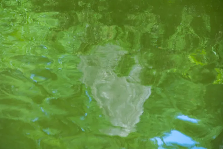 Weiße Insel im Grün