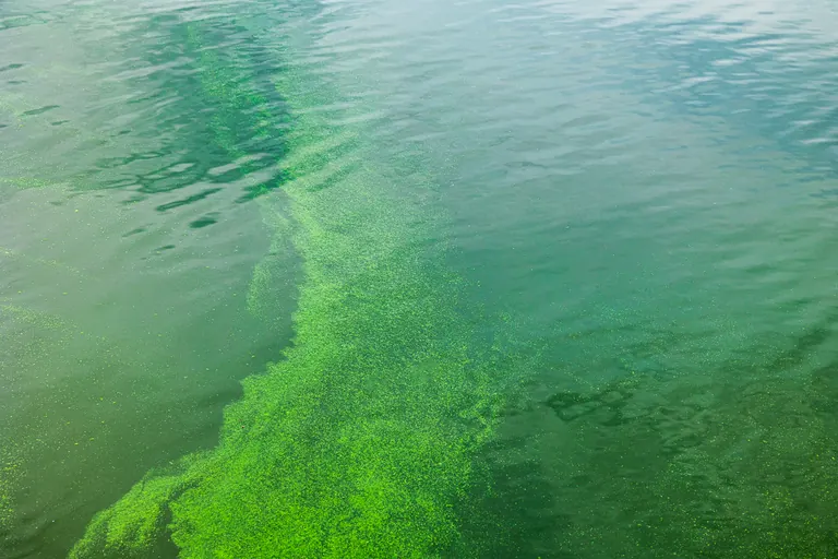 Grüner Wasserweg