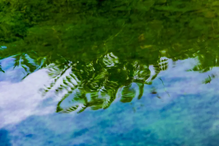 Blätter über dem Wasser