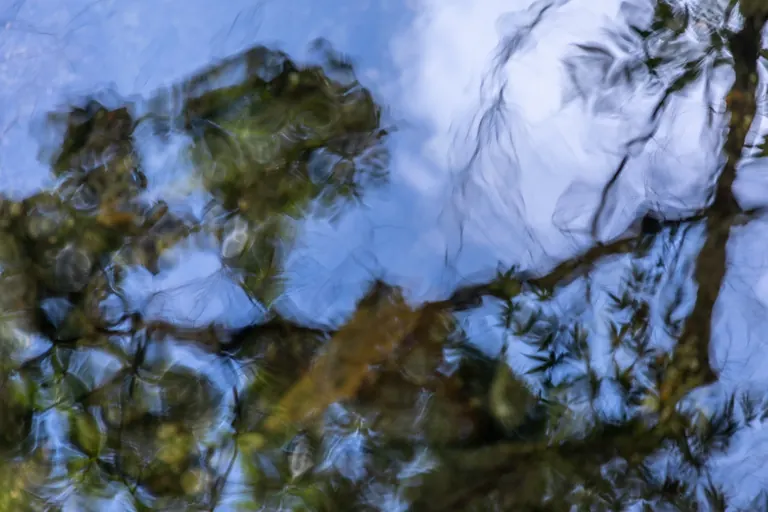 Kiefer im Wasser
