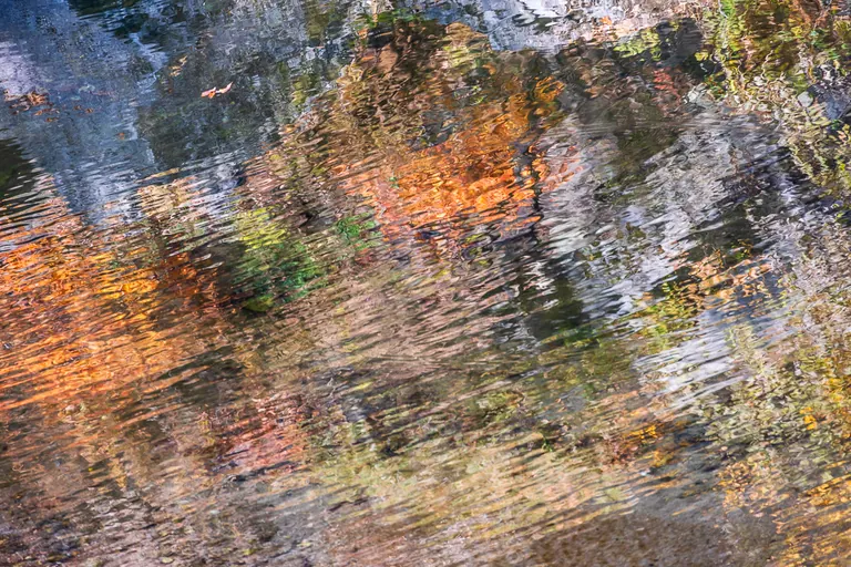 Verlaufendes Herbstlaub