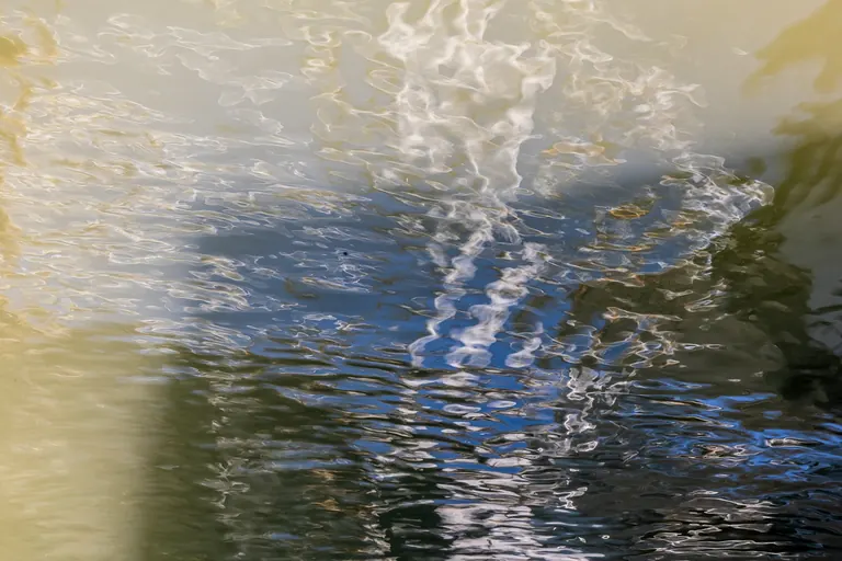 Weißer Wasserschatten