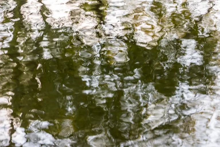 Bäume im Wasser