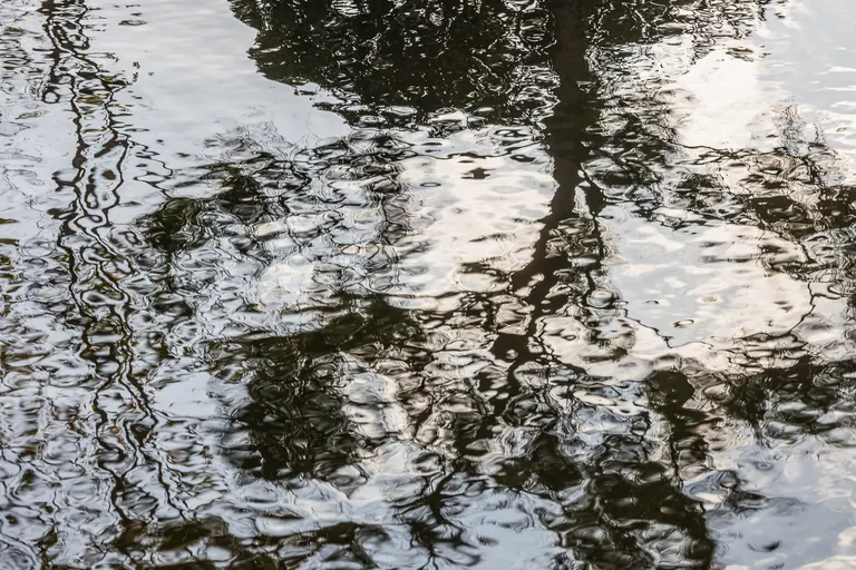 Bäume in Tusche