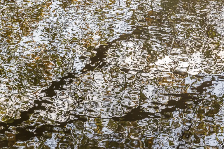 Herbstliches Wassermosaik