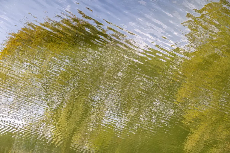 Weide im Wind