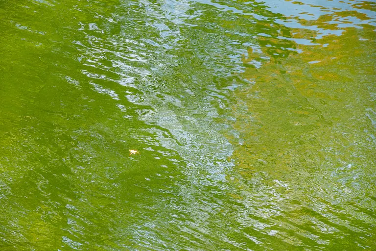 Blatt auf grünem Wasser