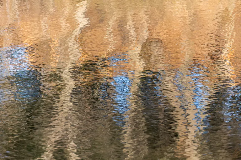Schilfschatten