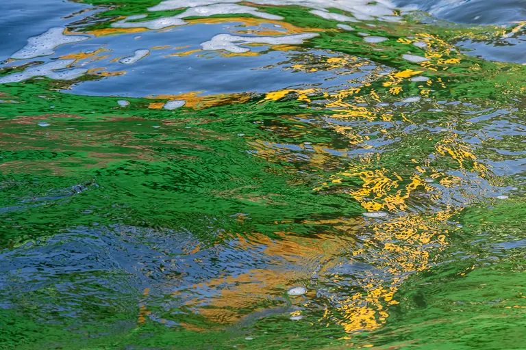 Grün im Winterwasser