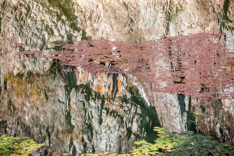 절벽의 반영과 개구리밥